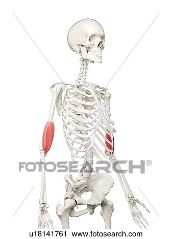 Brachialis muscle, illustration View Large Photo Image Stock Image - Brachialis muscle, illustration. Fotosearch