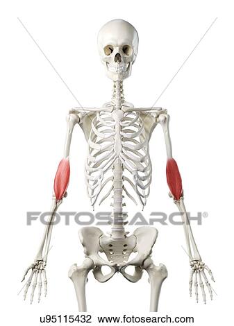 Stock Image - Brachialis muscle, illustration. Fotosearch