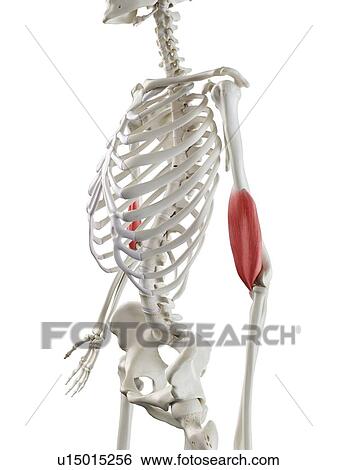 Stock Photograph - Brachialis muscle, illustration. Fotosearch