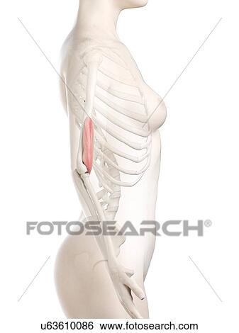 Stock Photograph - Brachialis muscle, illustration. Fotosearch