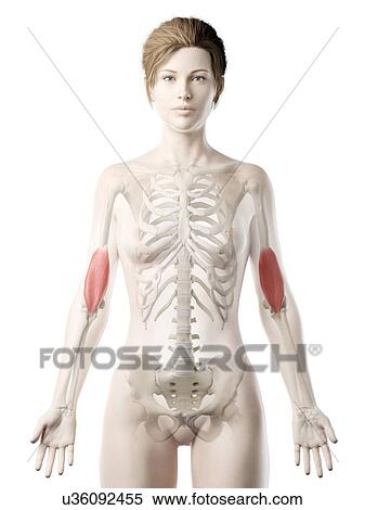 Stock Photography - Brachialis muscle, illustration. Fotosearch