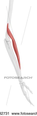 Brachioradialis muscle, computer illustration. View Large Photo Image Stock Image - Brachioradialis muscle, computer illustration.. Fotosearch