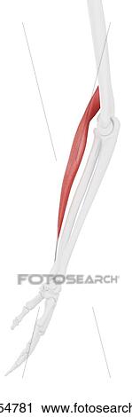 Stock Image - Brachioradialis muscle, computer illustration.. Fotosearch