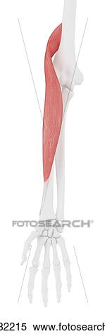 Stock Photography - Brachioradialis muscle, computer illustration.. Fotosearch