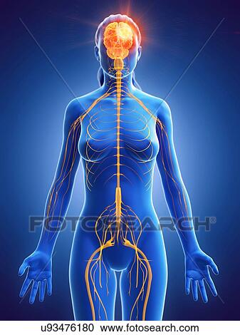 Brain cancer, conceptual computer illustration. View Large Photo Image Stock Image - Brain cancer, conceptual computer illustration.. Fotosearch