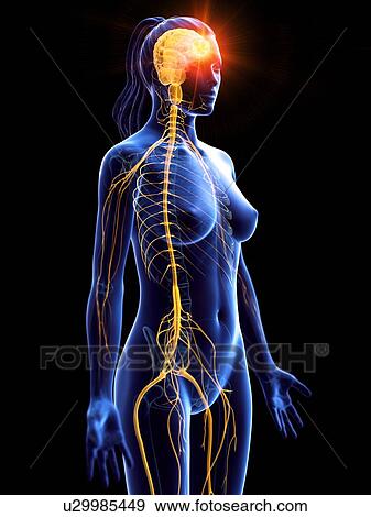 Brain cancer, conceptual computer illustration. View Large Photo Image Stock Photo - Brain cancer, conceptual computer illustration.. Fotosearch