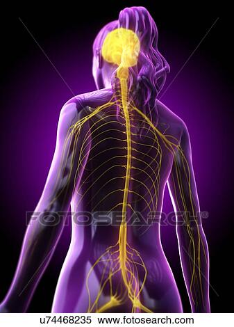 Stock Photography - Brain, computer illustration. and nervous system. Fotosearch