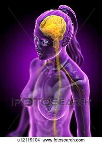 Picture - Brain, computer illustration.. Fotosearch