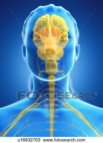Stock Image - Brain, computer illustration.. Fotosearch