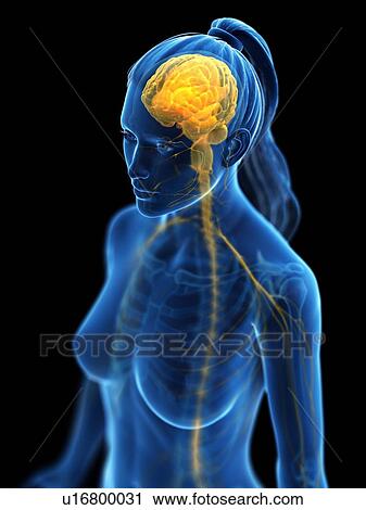 Stock Image - Brain, computer illustration.. Fotosearch