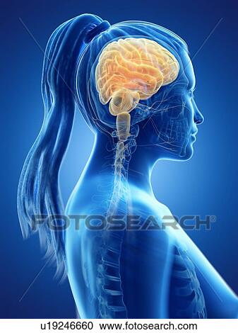 Brain, computer illustration. View Large Photo Image Stock Image - Brain, computer illustration.. Fotosearch