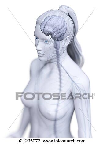 Stock Image - Brain, computer illustration.. Fotosearch