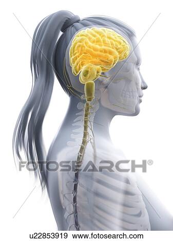 Brain, computer illustration. View Large Photo Image Stock Photo - Brain, computer illustration.. Fotosearch