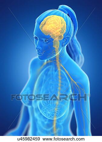 Brain, computer illustration. View Large Photo Image Stock Photo - Brain, computer illustration.. Fotosearch
