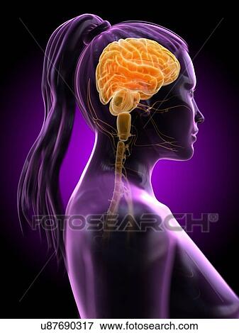 Brain, computer illustration. View Large Photo Image Stock Photo - Brain, computer illustration.. Fotosearch