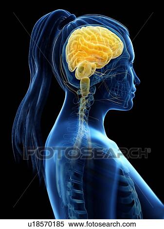 Brain, computer illustration. View Large Photo Image Stock Photography - Brain, computer illustration.. Fotosearch