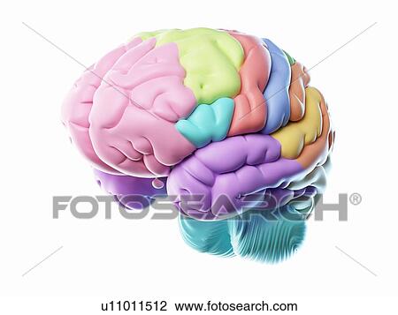 Brain, illustration View Large Photo Image Stock Image - Brain, illustration. Fotosearch
