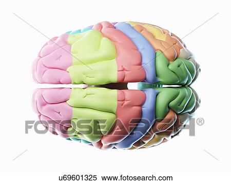 Stock Photography - Brain, illustration. Fotosearch