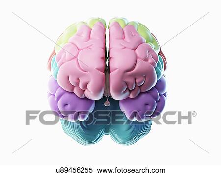 Stock Photography - Brain, illustration. Fotosearch
