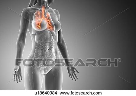 Picture - Bronchi, computer illustration.. Fotosearch
