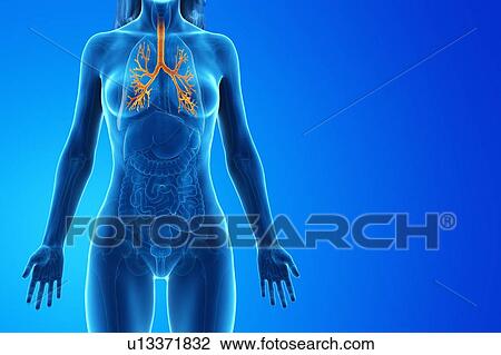 Stock Image - Bronchi, computer illustration.. Fotosearch