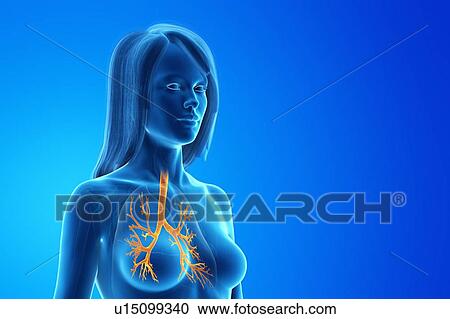 Bronchi, computer illustration. View Large Photo Image Stock Image - Bronchi, computer illustration.. Fotosearch
