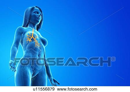 Stock Photo - Bronchi, computer illustration.. Fotosearch