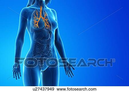 Stock Photo - Bronchi, computer illustration.. Fotosearch