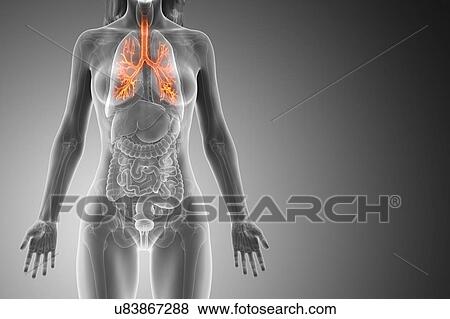 Bronchi, computer illustration. View Large Photo Image Stock Photo - Bronchi, computer illustration.. Fotosearch