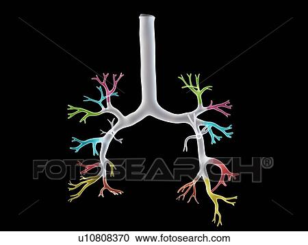 Stock Image - Bronchi, illustration. Fotosearch