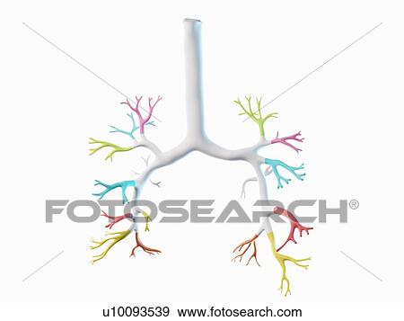 Stock Photo - Bronchi, illustration. Fotosearch