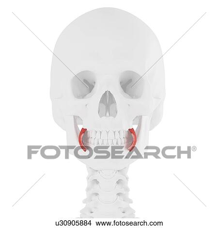 Buccinator muscle, computer illustration. View Large Photo Image Picture - Buccinator muscle, computer illustration.. Fotosearch