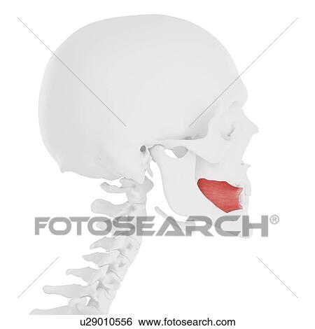 Stock Photograph - Buccinator muscle, computer illustration.. Fotosearch
