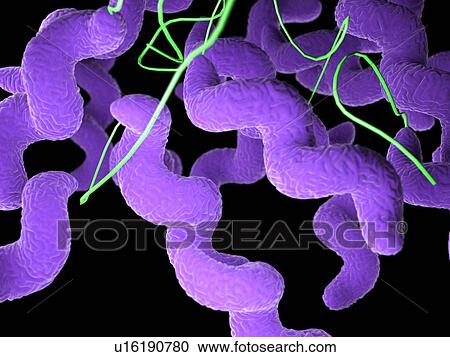 Stock Image - Campylobacter bacteria, illustration. Fotosearch