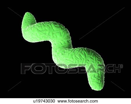 Stock Image - Campylobacter bacteria, illustration. Fotosearch