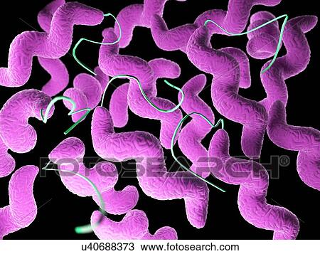 Stock Image - Campylobacter bacteria, illustration. Fotosearch