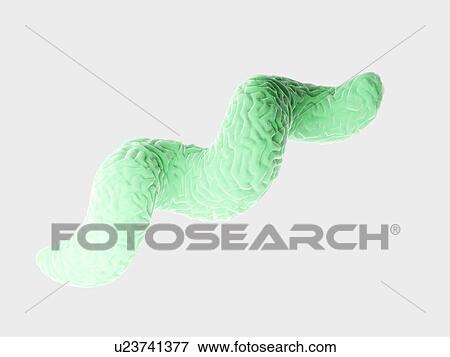 Stock Photo - Campylobacter bacteria, illustration. Fotosearch