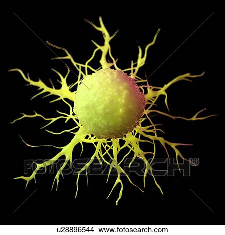Picture - Cancer cell, computer illustration.. Fotosearch