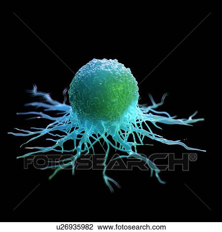 Cancer cell, computer illustration. View Large Photo Image Stock Image - Cancer cell, computer illustration.. Fotosearch