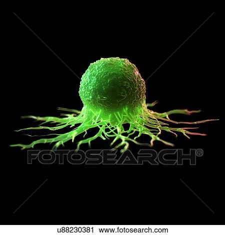 Cancer cell, computer illustration. View Large Photo Image Stock Image - Cancer cell, computer illustration.. Fotosearch