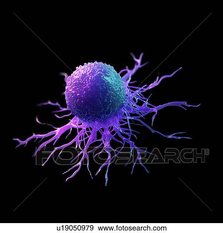 Stock Photo - Cancer cell, computer illustration.. Fotosearch