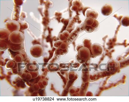Candida albicans fungus, illustration. C. albicans is a yeast found in the gut, mouth and genital tract of around 40-60 % of adults. It can grow in two forms, as a yeast and as filamentous cells. It can become pathogenic, causing the infection... View Large Photo Image Picture - Candida albicans fungus, illustration. C. albicans is a yeast found in the gut, mouth and genital tract of around 40-60 % of adults. It can grow in two forms, as a yeast and as filamentous cells. It can become pathogenic, causing the infection.... Fotosearch