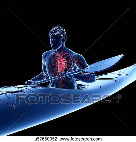 Stock Image - Canoeist's heart, illustration. Fotosearch