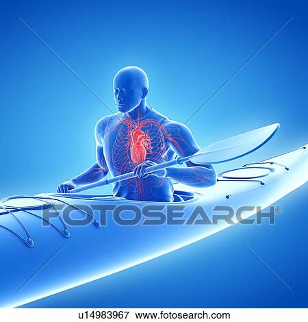 Stock Photo - Canoeist's heart, illustration. Fotosearch