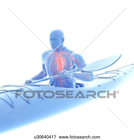 Stock Photo - Canoeist's heart, illustration. Fotosearch