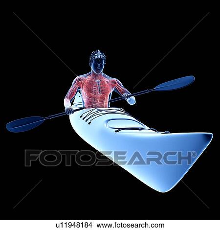 Picture - Canoeist's muscles, illustration. Fotosearch
