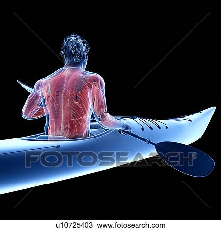 Stock Image - Canoeist's muscles, illustration. Fotosearch
