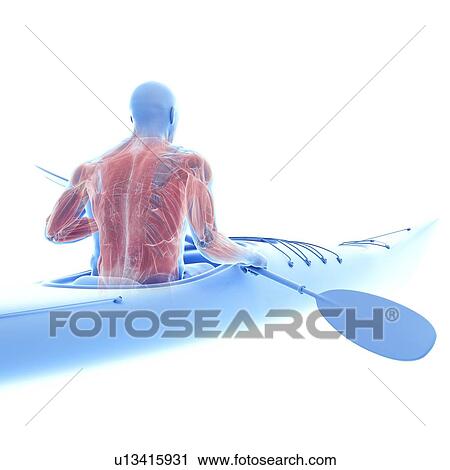 Stock Image - Canoeist's muscles, illustration. Fotosearch