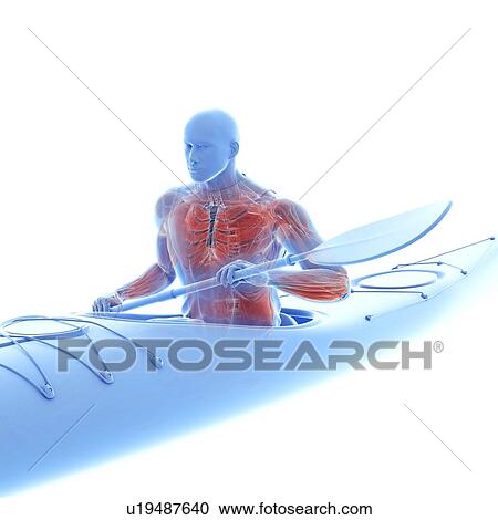 Stock Image - Canoeist's muscles, illustration. Fotosearch