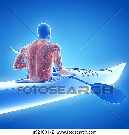 Canoeist's muscles, illustration View Large Photo Image Stock Image - Canoeist's muscles, illustration. Fotosearch